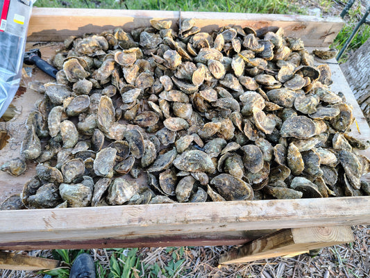 Farm Raised Oysters from Cedar Key, FL One Dozen