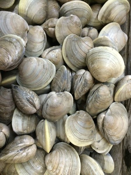 Cherrystone Clams One Dozen